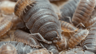 Caring for Giant Canyon Isopods