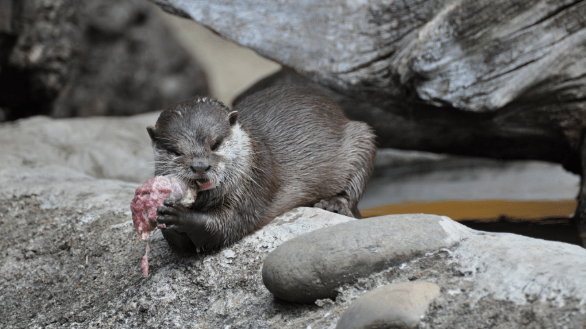 Carnivores Eat Other Animals To Supplies Them With The Nitrogen They Require