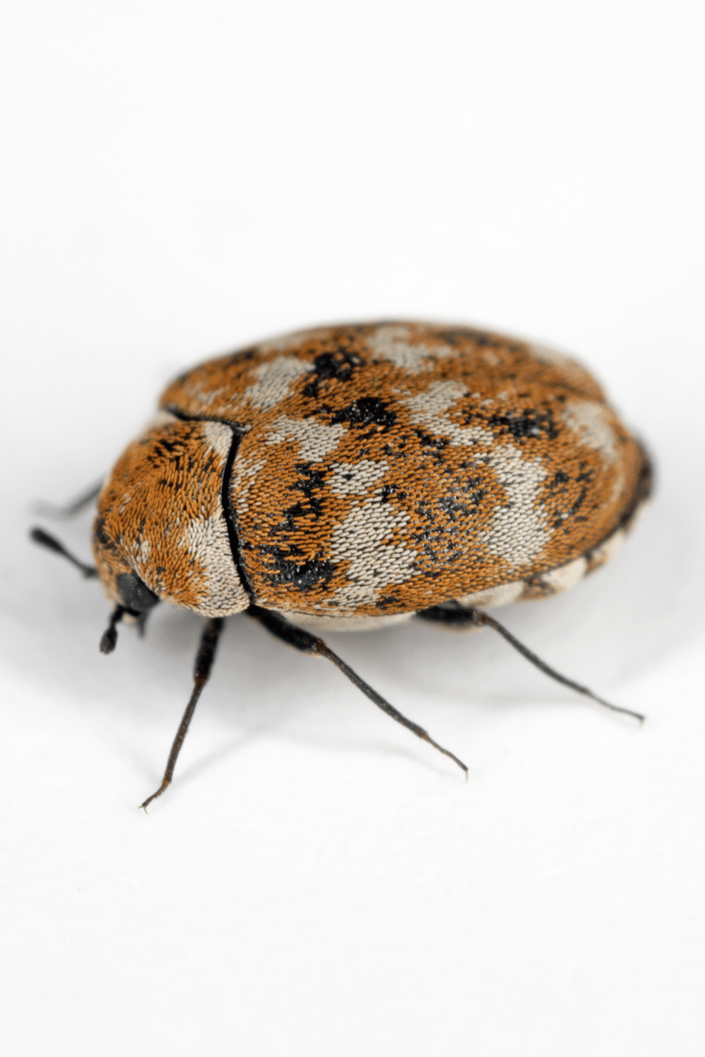 Carpet Beetles