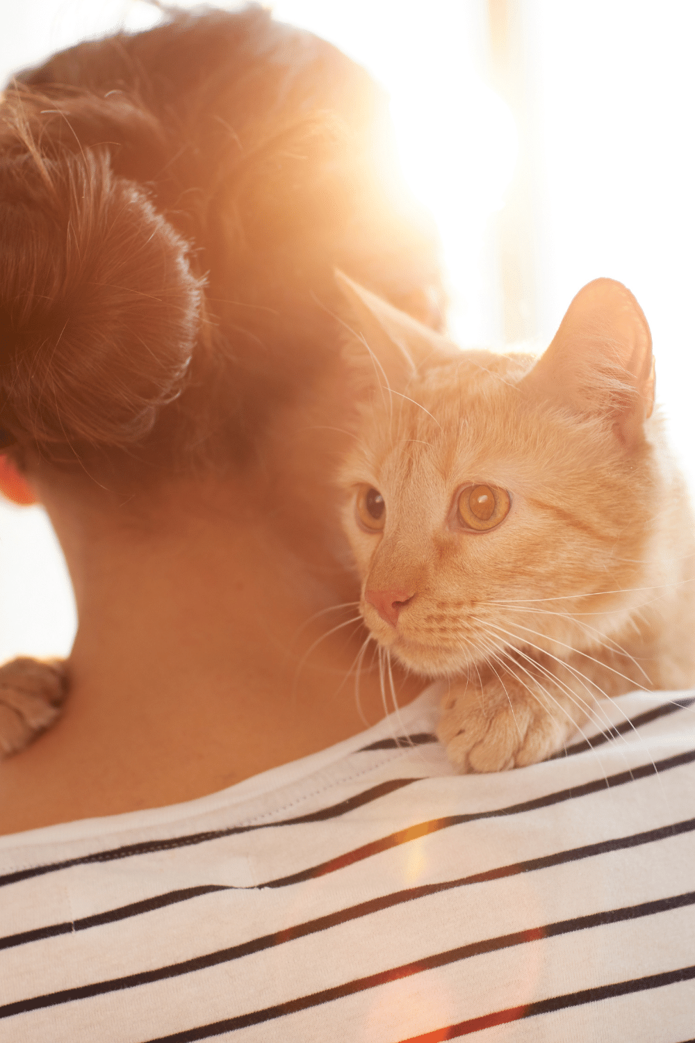 Kneading Of Cats To Relax and Calm Themselves