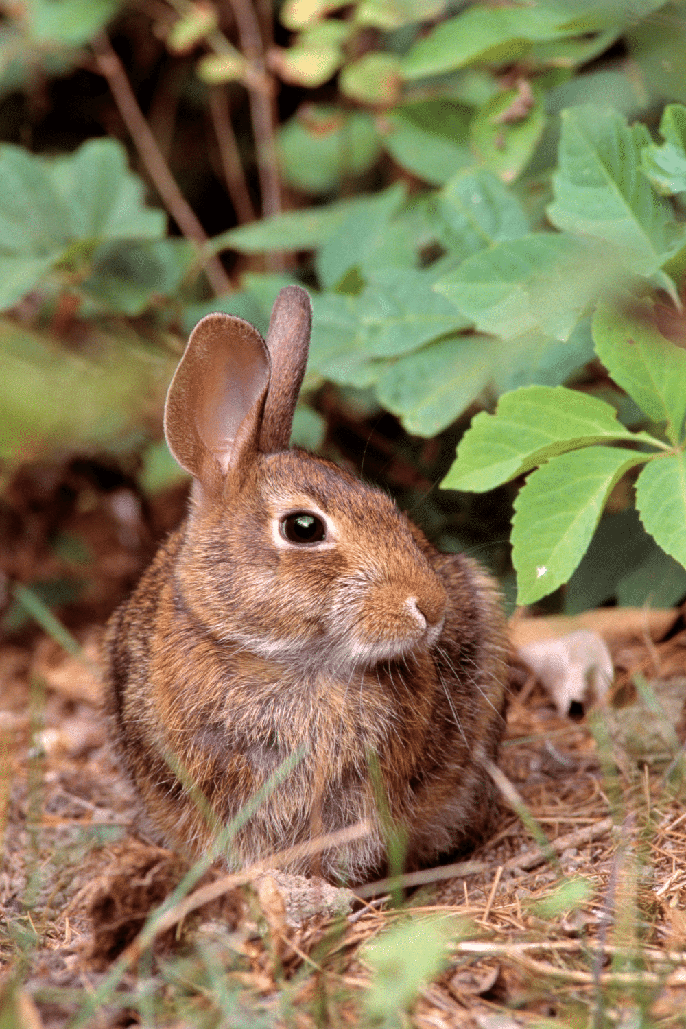 Cat Sand Eat Rabbits and Rodents