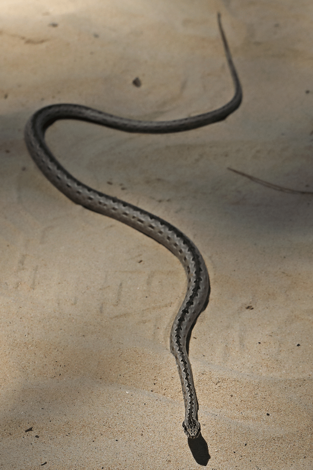 Cat Sand Eat Snakes