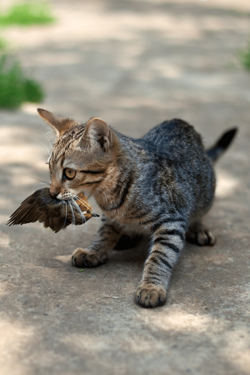 Cats Eating Bird