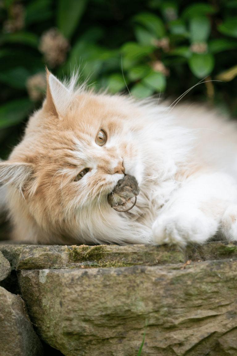 Why Do Cats Eat Bugs? 3 Best Reasons Revealed!