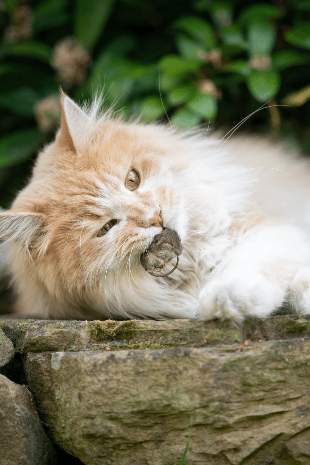 Cats Fulfill Their Appetite From Small Rodents, Bugs, Insects, and Their Likes