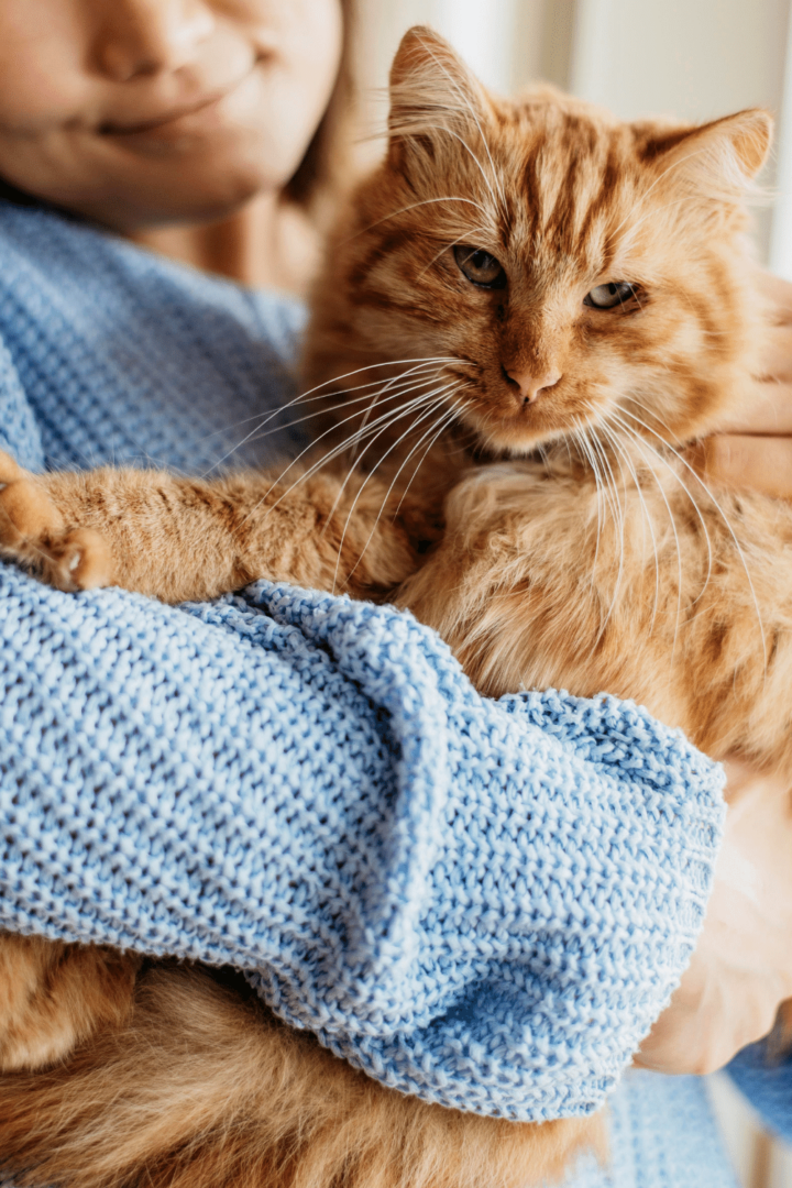 4 Best Reasons Why Cats Knead Your Neck