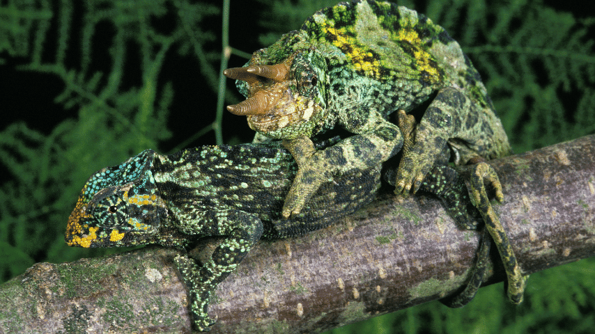 Chameleons Female Eggs Are Fertilized By Male Sperm Through Mating