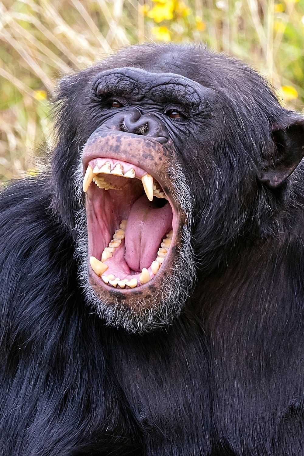 Chimpanzees have displayed symptoms that are similar to Trisomy 21 or Down Syndrome in humans