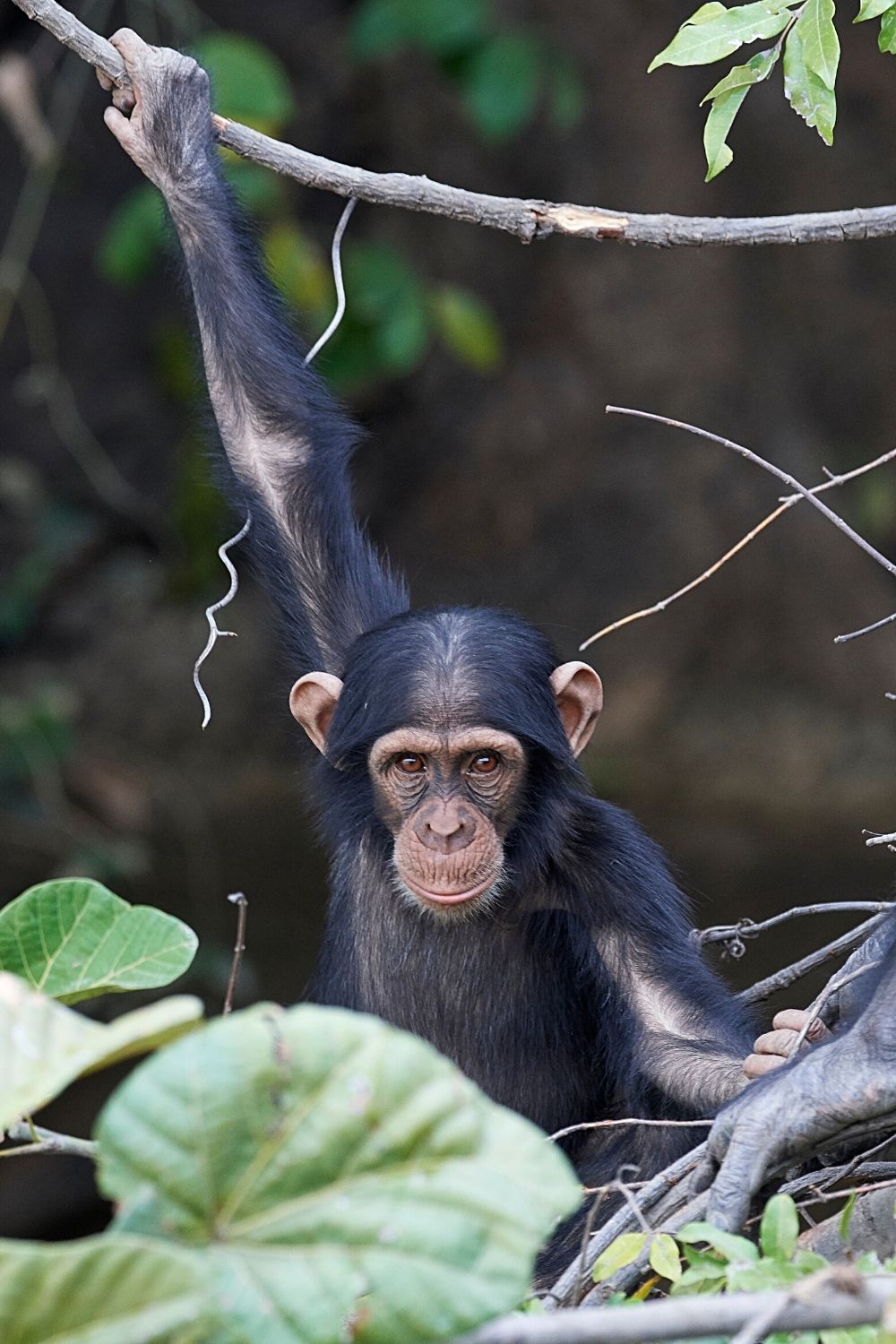 Chimpanzees need to be humble for them to work well with the other members of their community