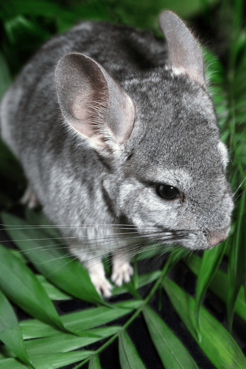 Chinchilla