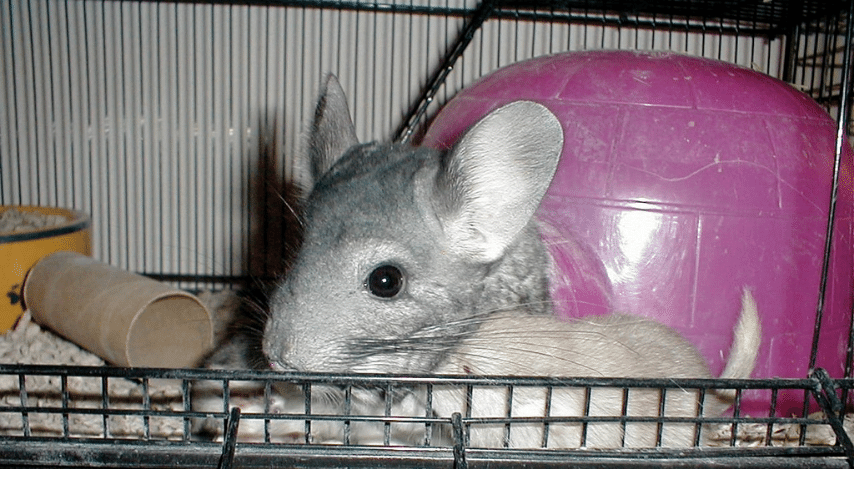 Chinchillas Kits Are Born