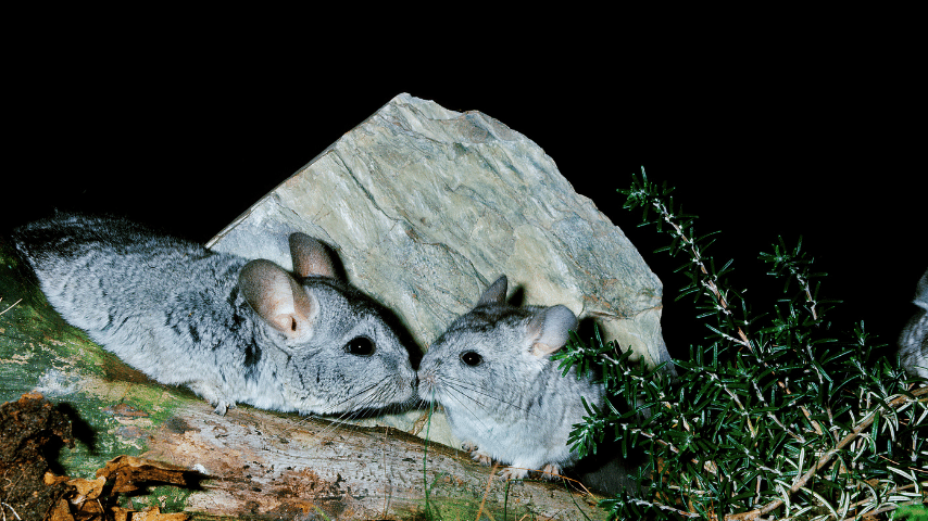 Chinchillas Opportunity To Breed