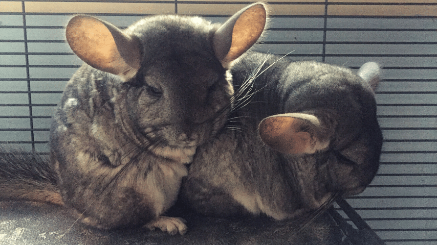 Chinchillas Spending Time Next To Each Other