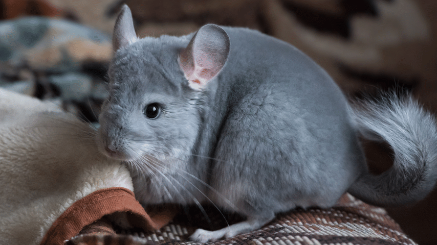 Chinchillas