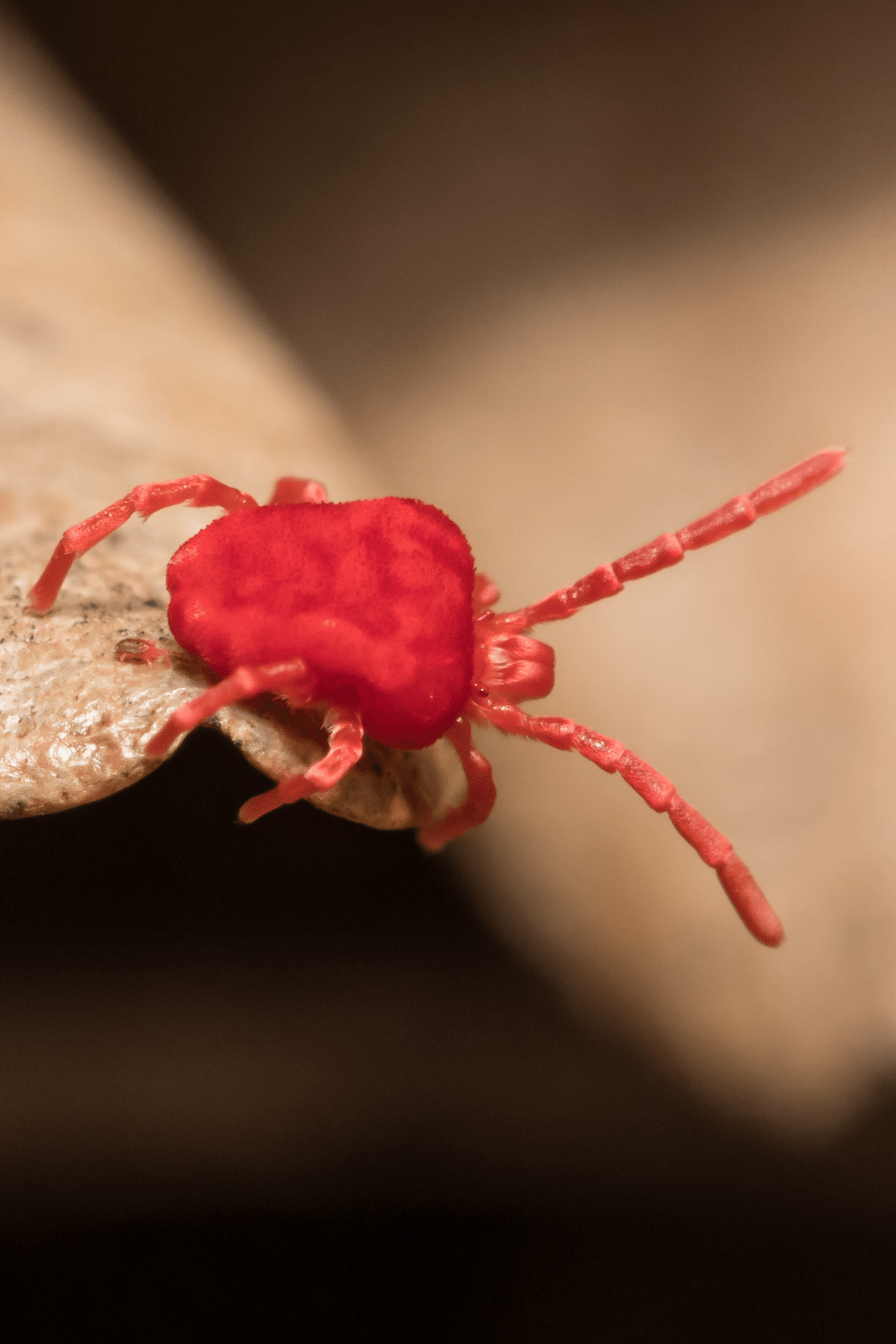 Clover Mites