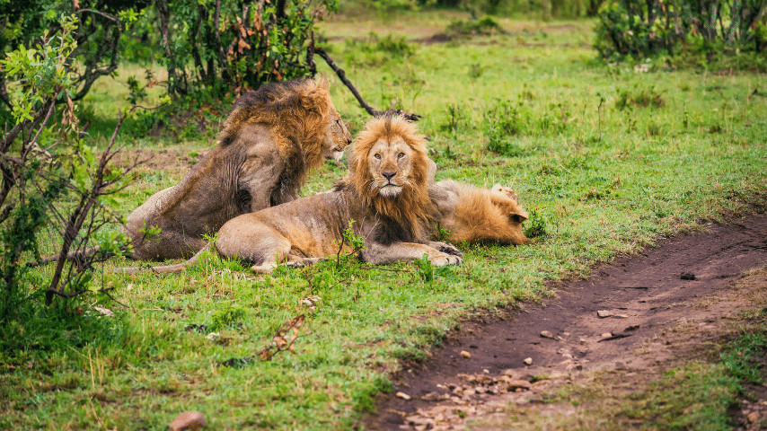 Coalition A Group of Male Lions