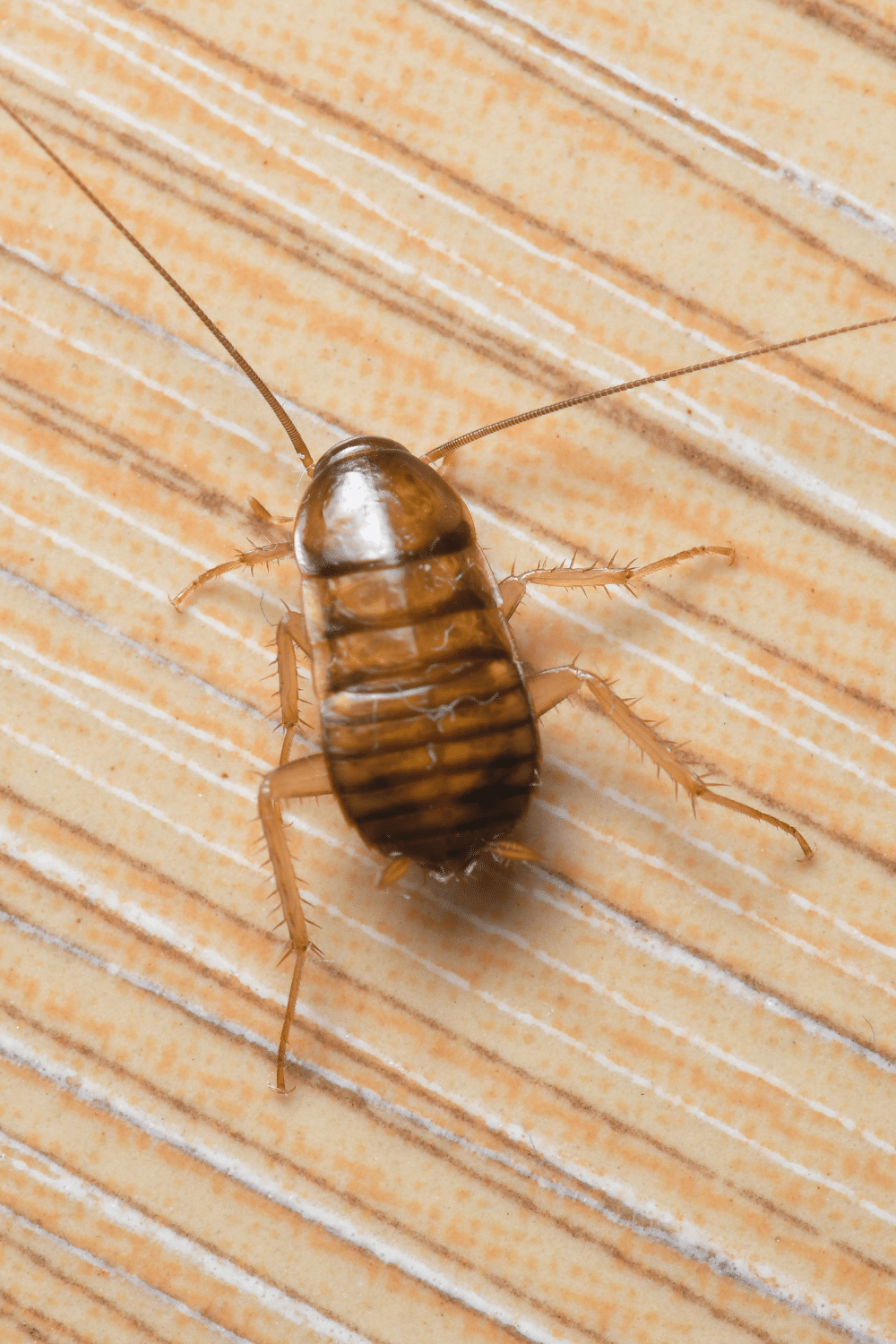 Cockroach Nymphs