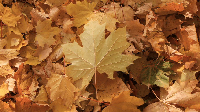 Leaf Litter