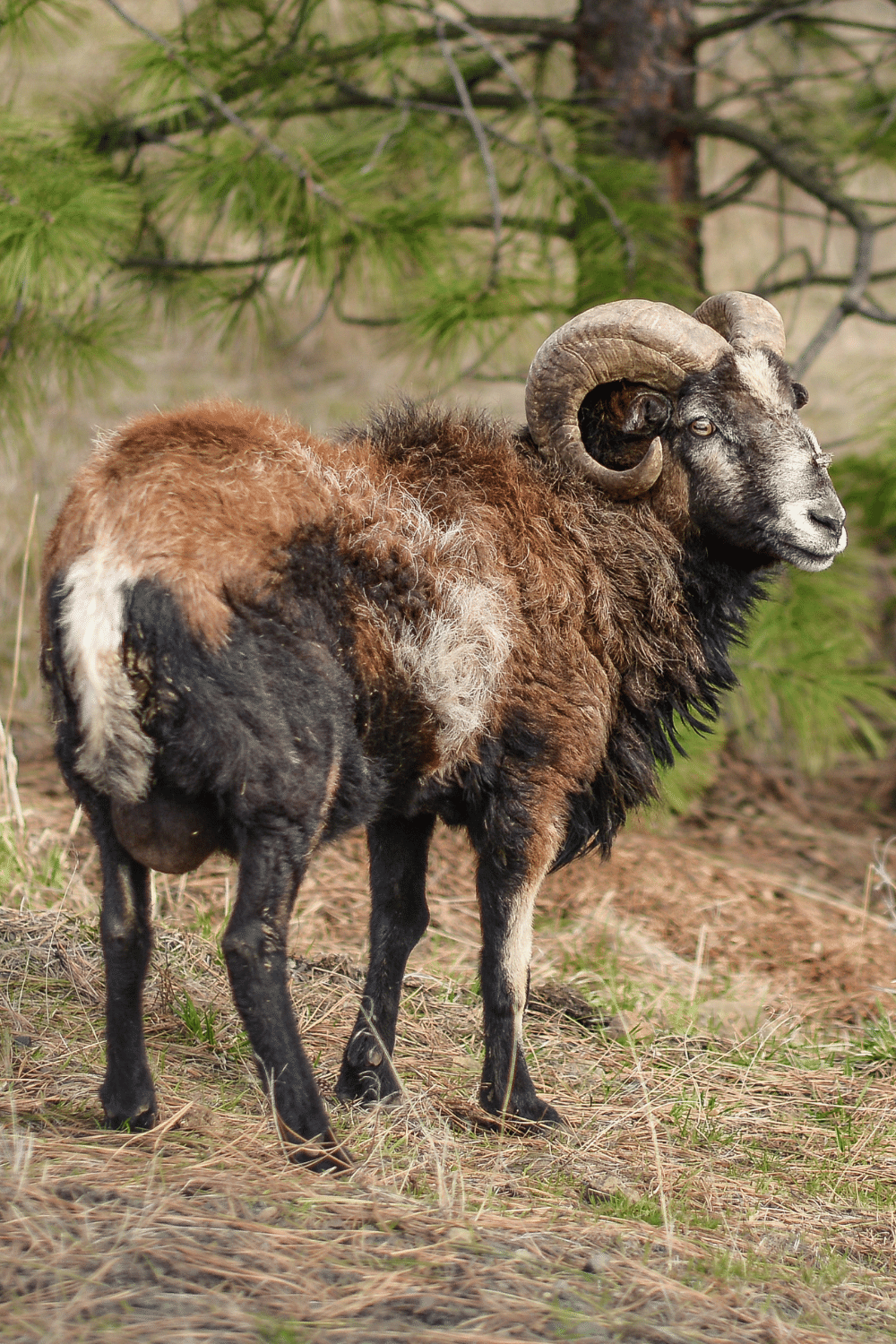 Corsican Ram