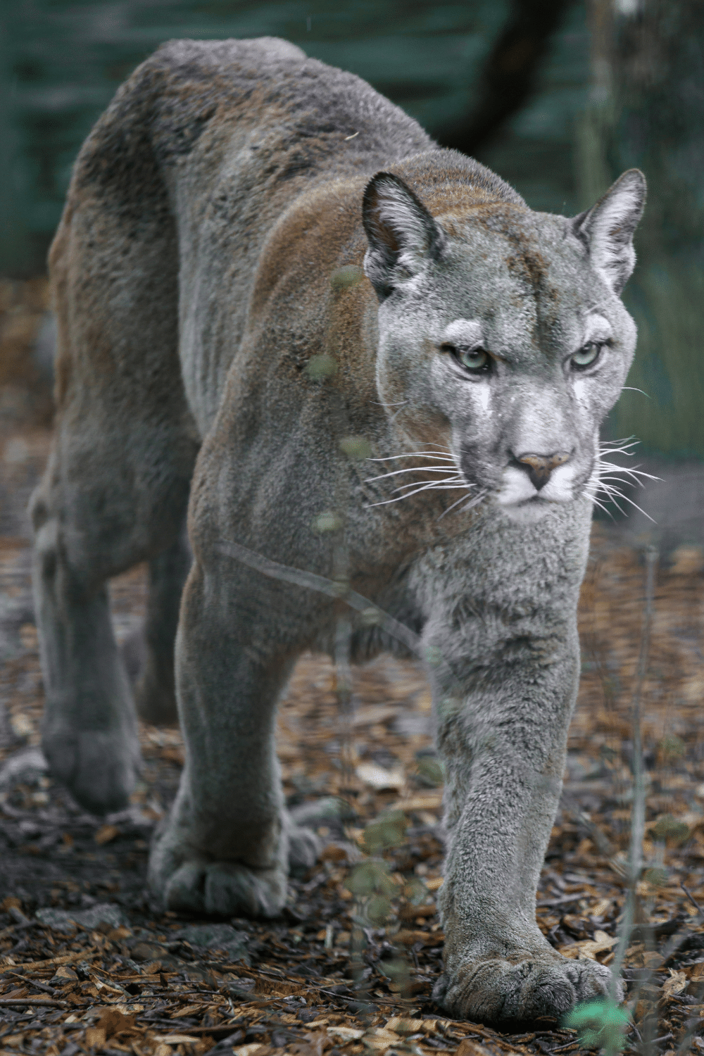 Cougar Is The Second Largest Cat In North America