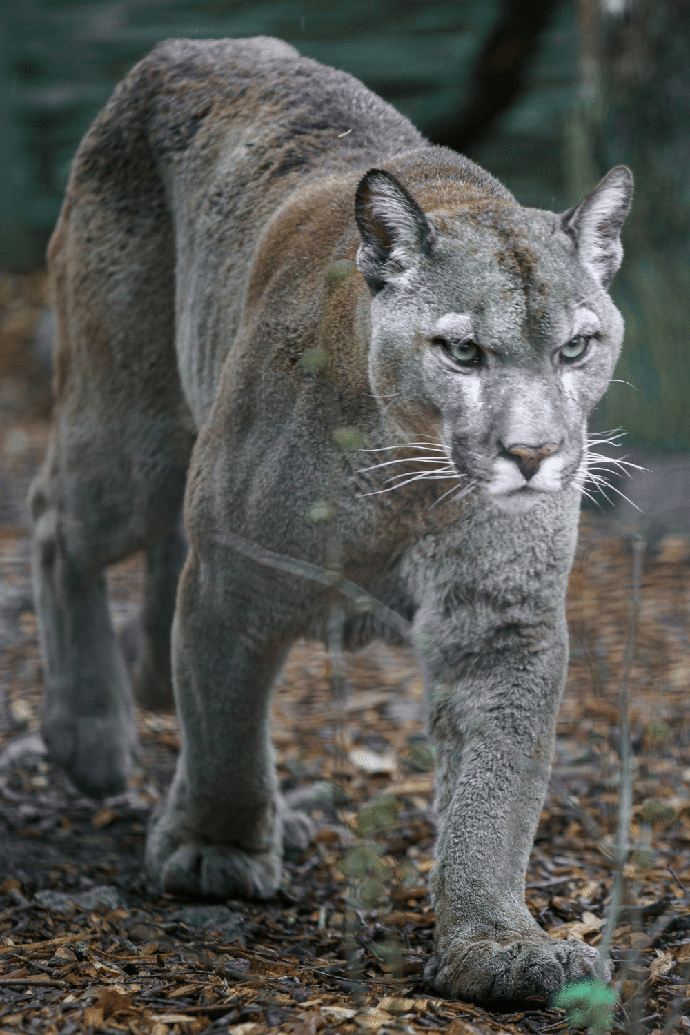 Cougar Is The Second Largest Cat In North America