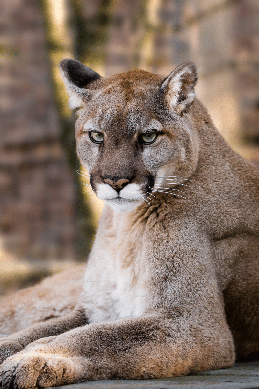 Cougar Known As A Panther, Puma, Mountain Lion, And Catamount
