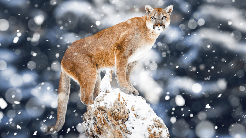 Cougar, Panther, Puma, or Mountain Lion