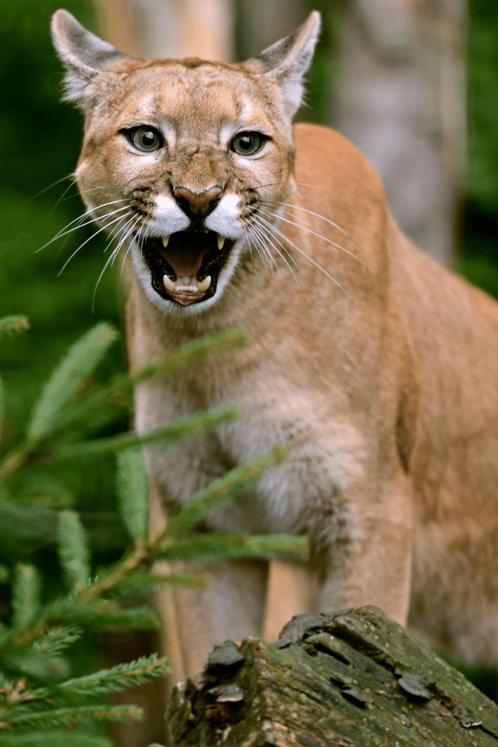Cougar's Claws And Teeth Are About 2 Inches Long