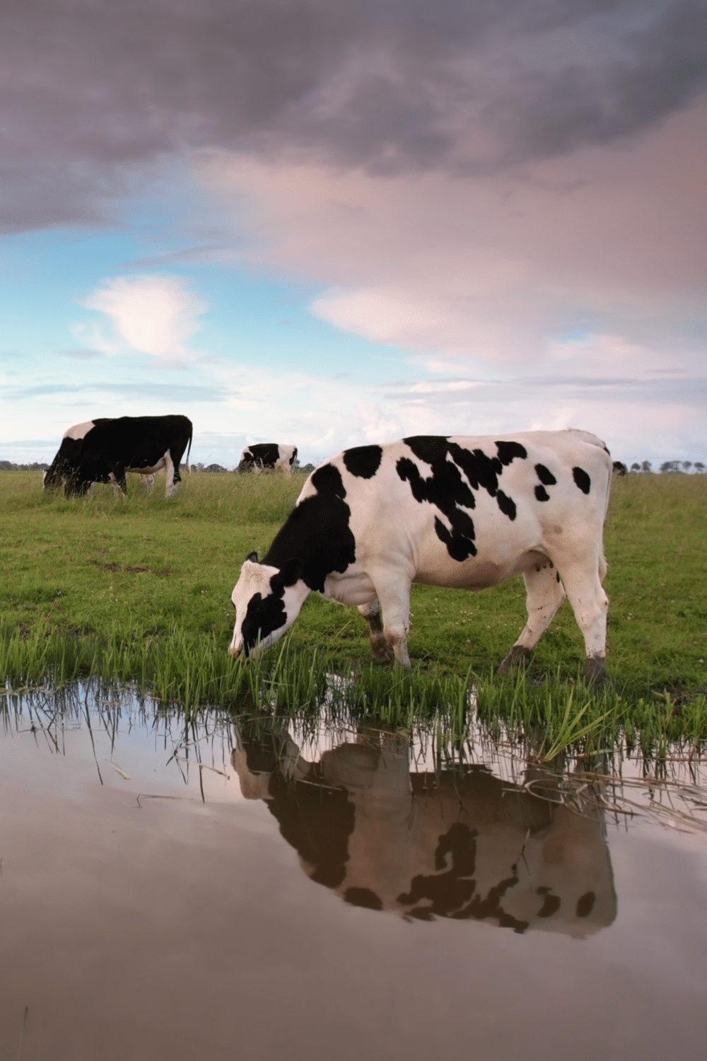 Cows Do Not Handle Water Well