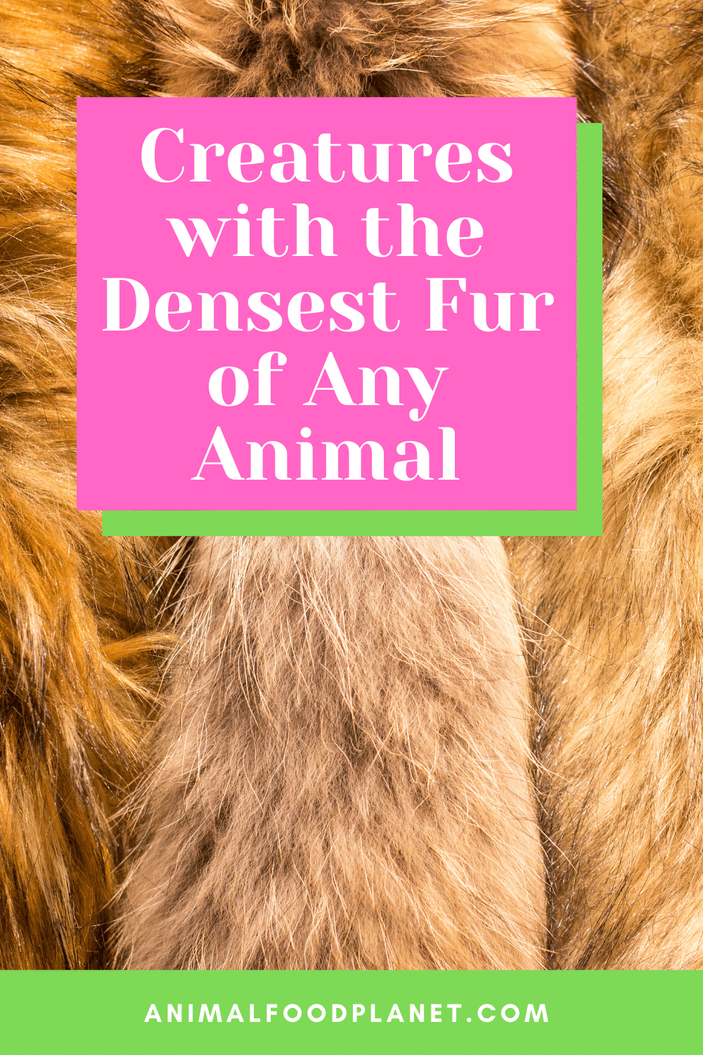 Creatures With The Densest Fur Of Any Animal