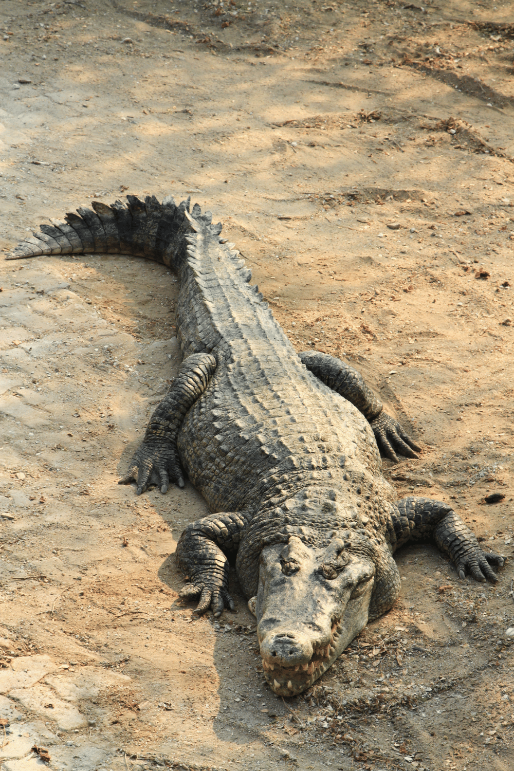 Crocodile