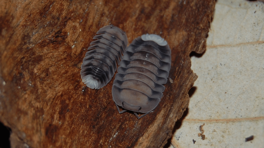 Cubaris Isopods Care - #1 Best Official Guide