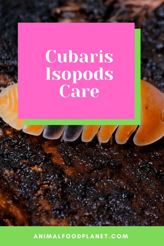 Cubaris Isopods Care 1 Best Official Guide