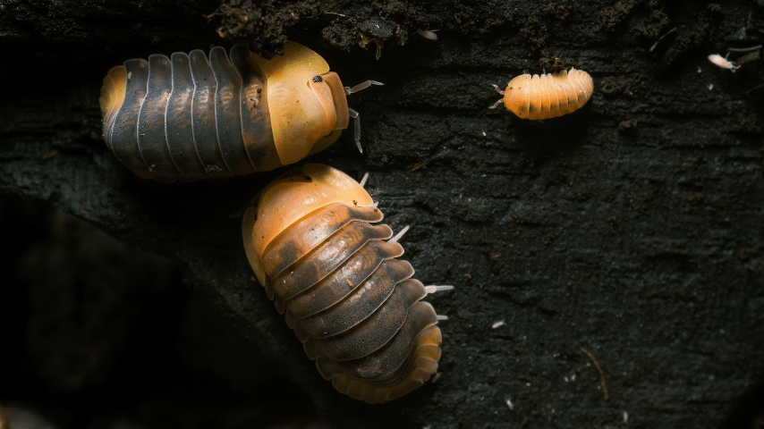 Rubber Ducky Isopods