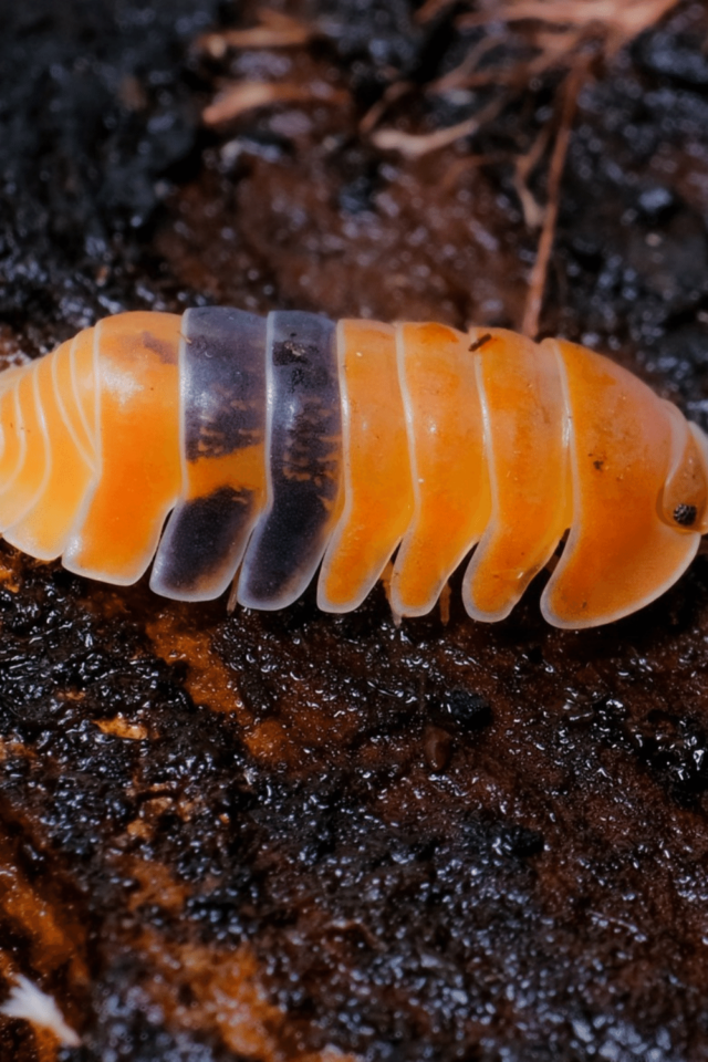 Cubaris Isopods Care - #1 Best Official Guide