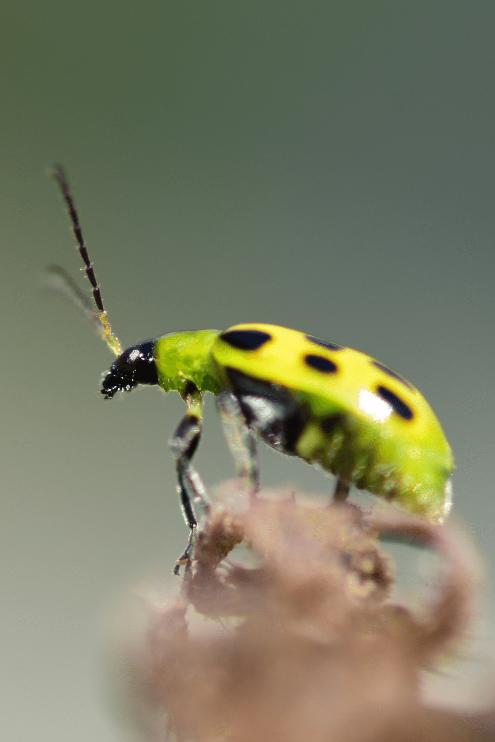 Cucumber Beetle