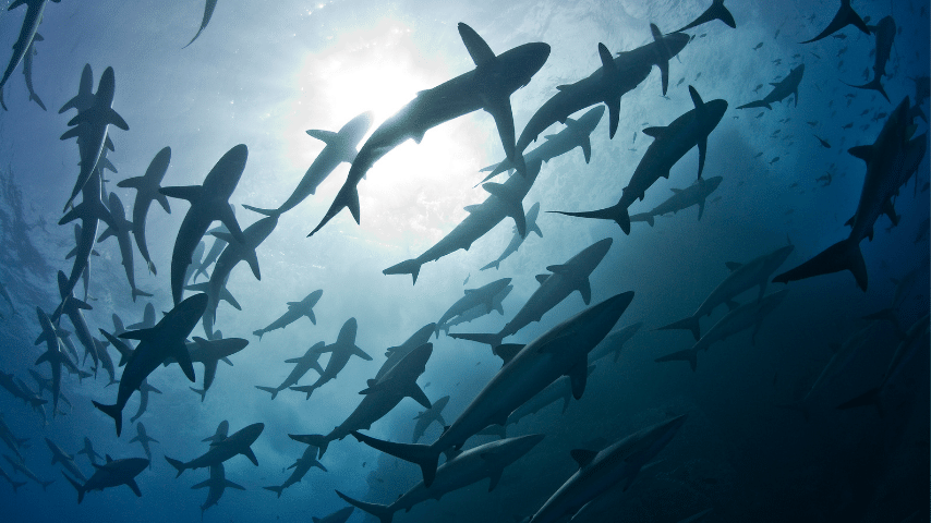 Decline In The Shark Population