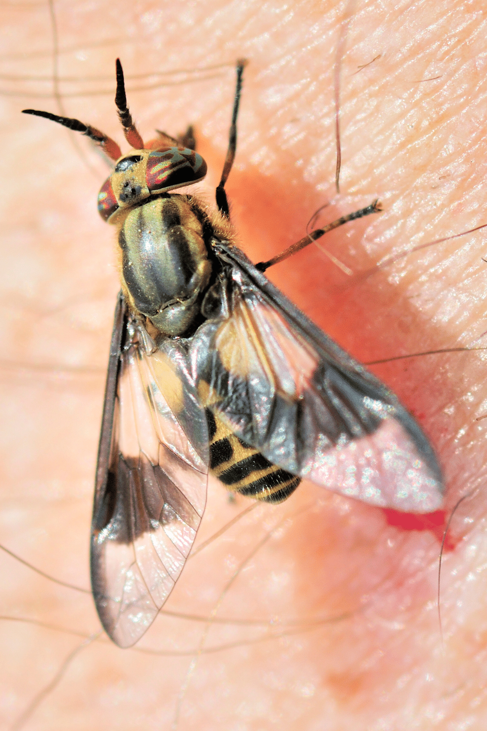 Deer Bloodsucker Fly