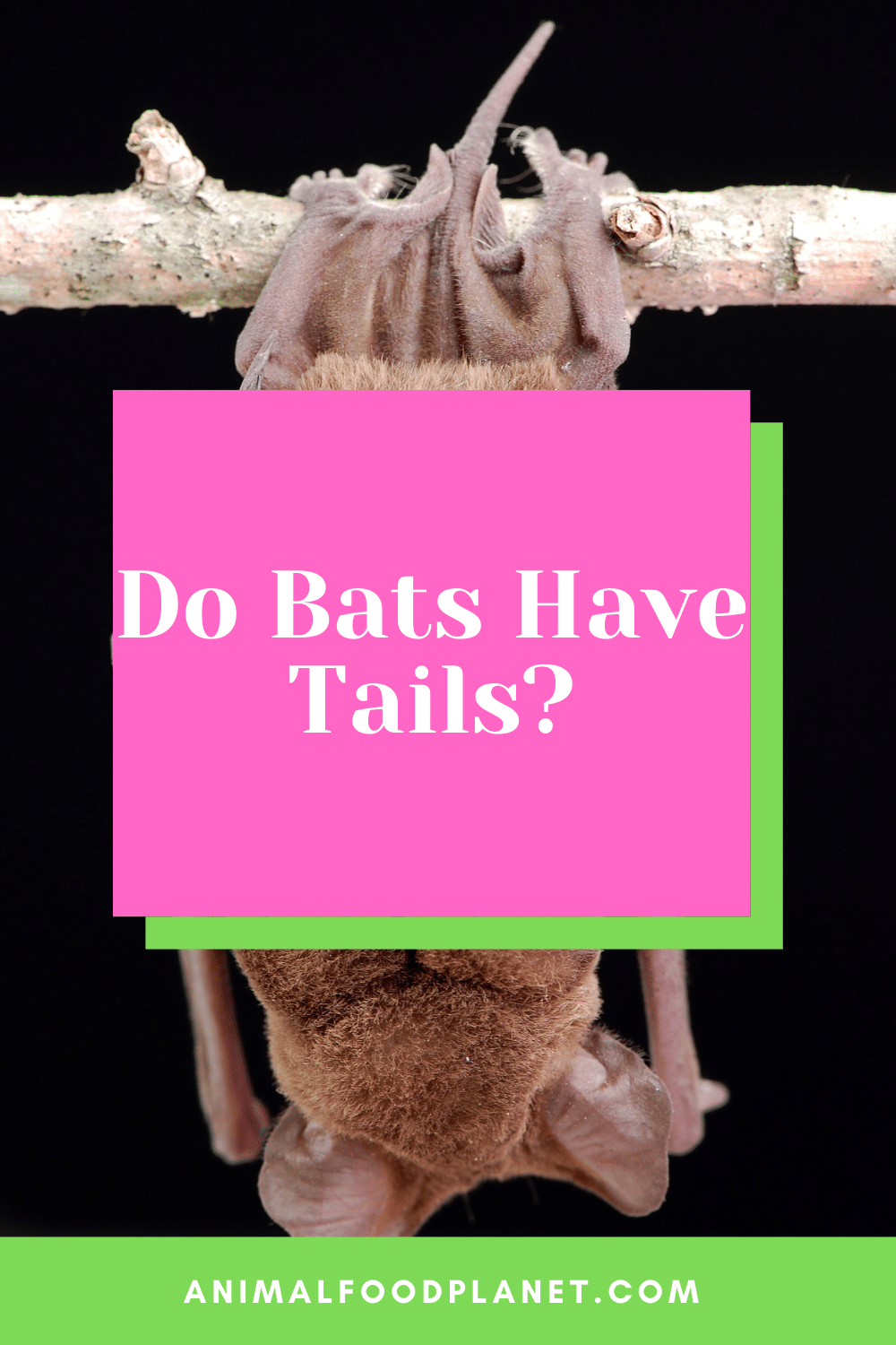 Do Bats Have Tails?