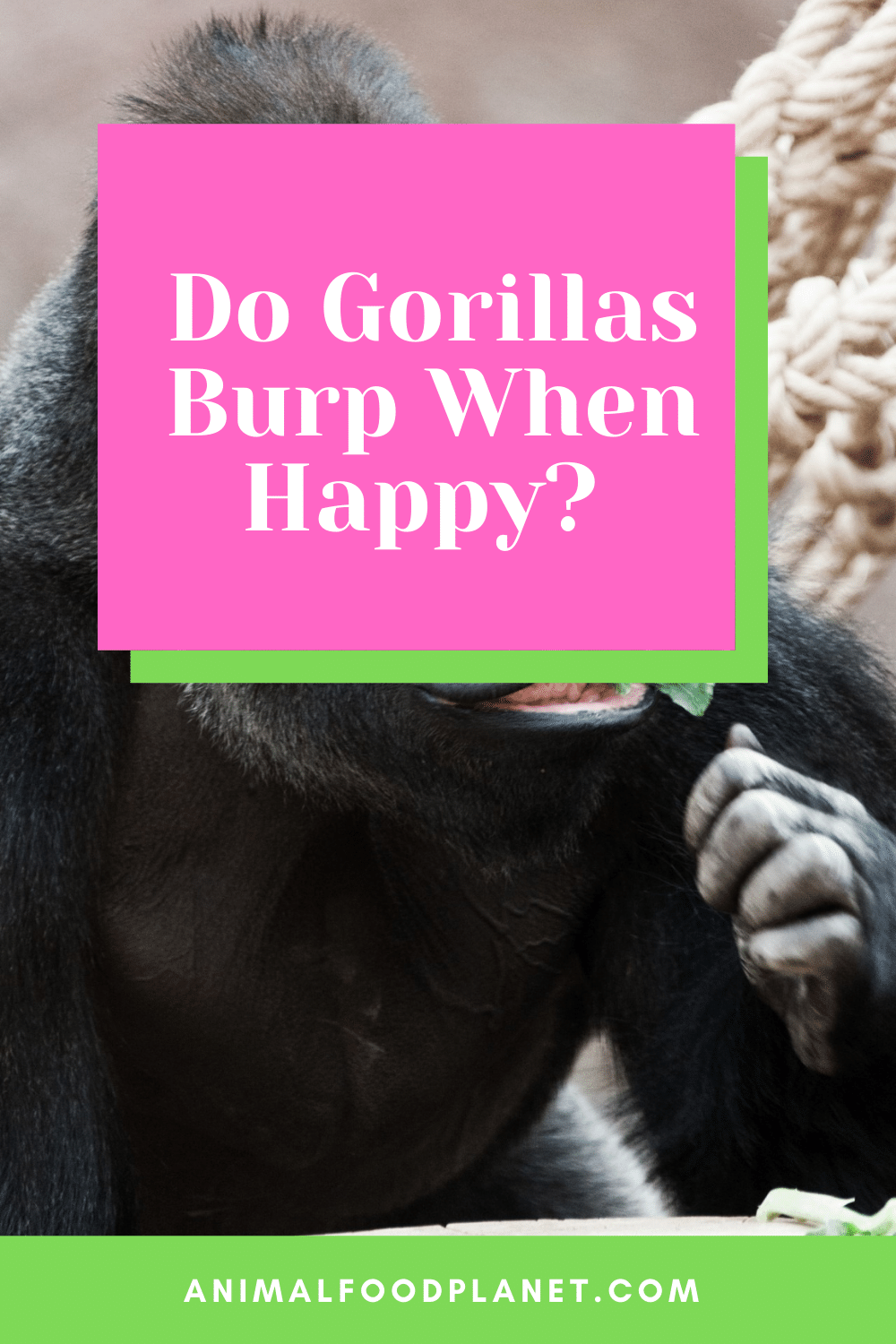 Do Gorillas Burp When Happy 