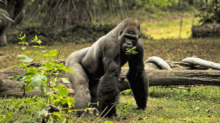 Do Gorillas Burp When They are Happy?