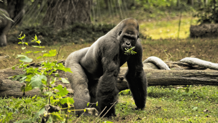 Do Gorillas Burp When They Are Happy? The Truth Revealed!