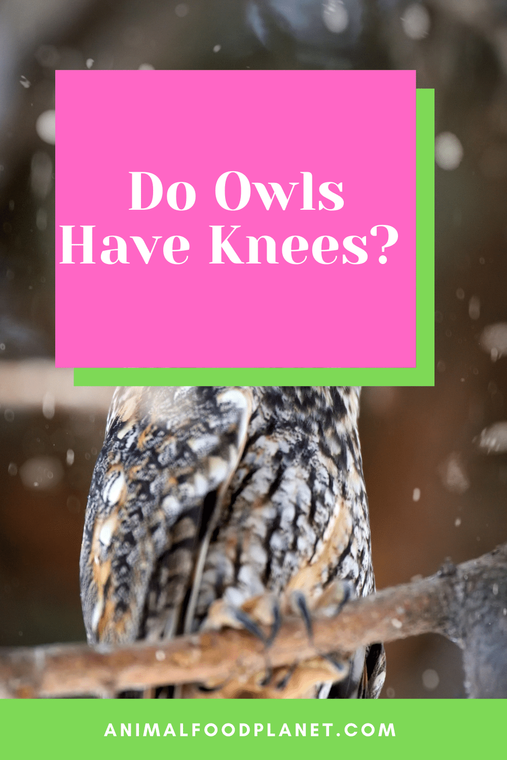 Do Owls Have Knees? 