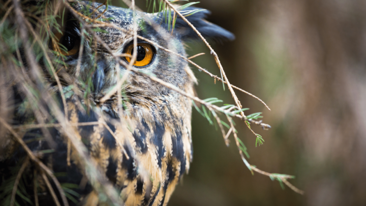 Do Owls Have Knees? 5 Important Things To Know!