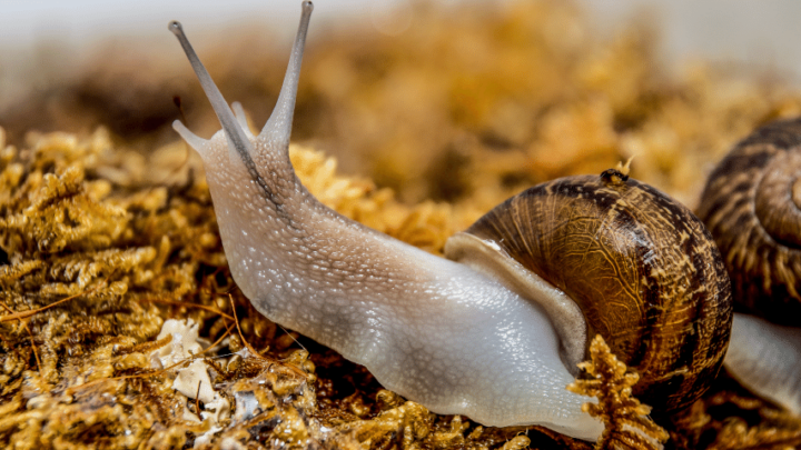 Do Snails Have Teeth? 5 Best Ways To Determine It