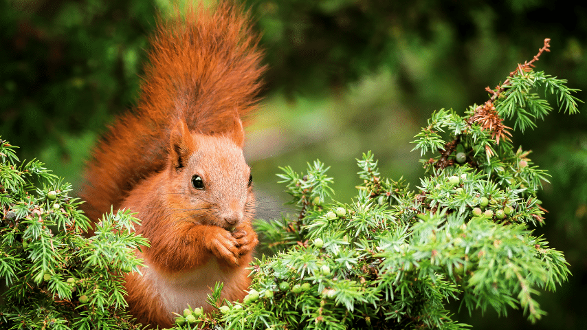 Red Squirrel Is Endangered Due To A Virus Spread By The Grey Squirrel