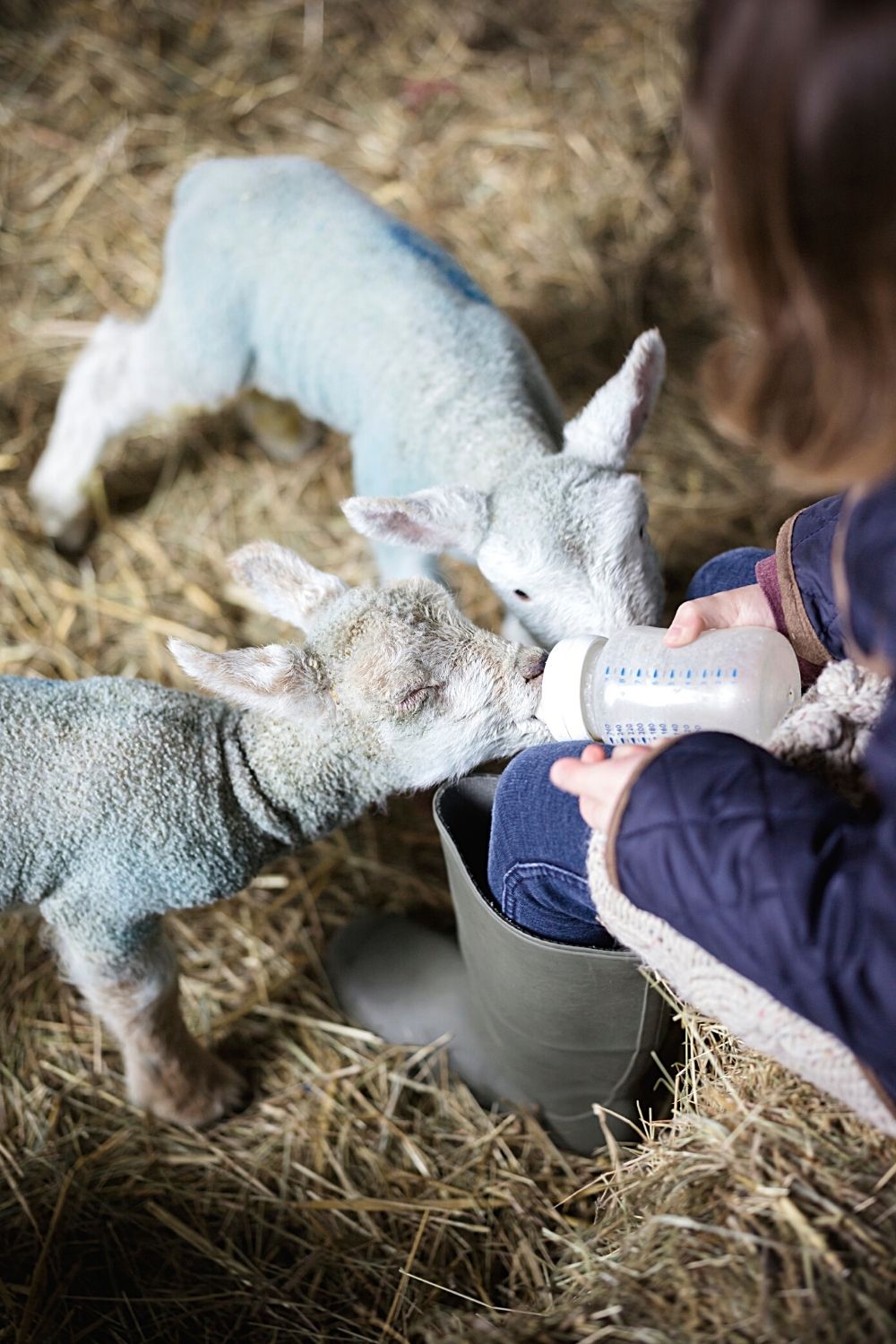 Don't overfeed an orphaned baby lamb when you're bottle-feeding it; feed it every 2-3 hours