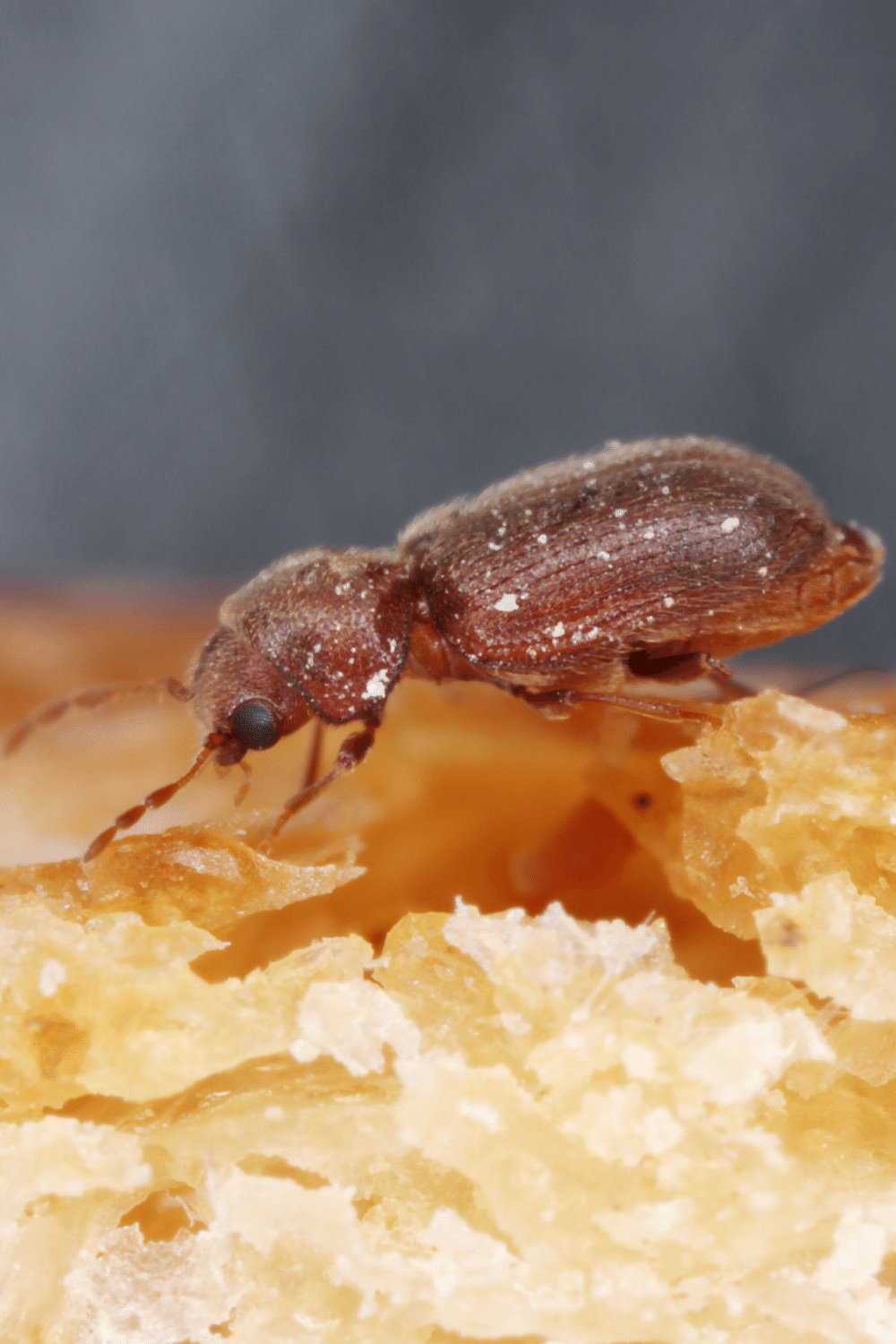 Drugstore Beetles