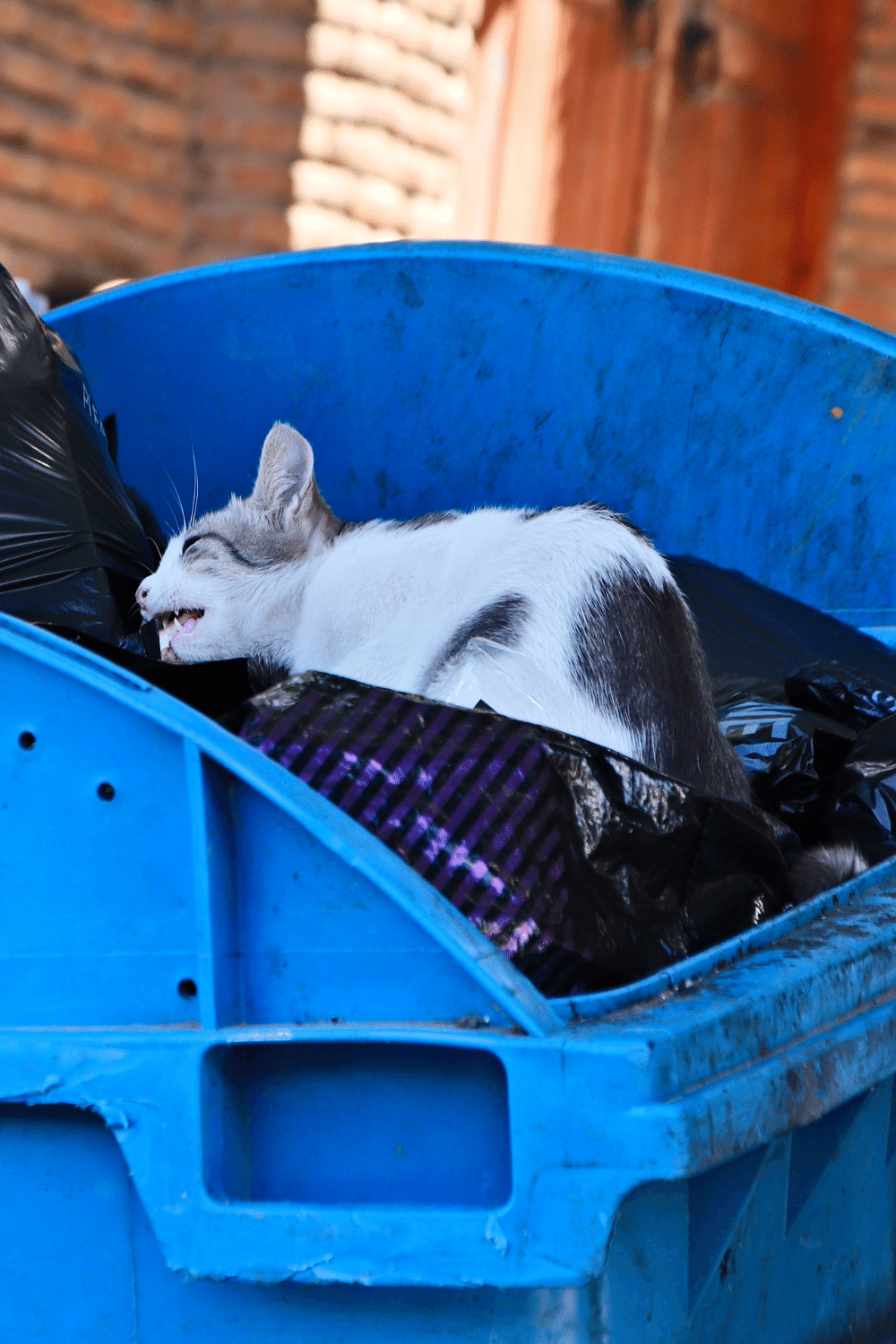 Easiest Food Source for Cats is Garbage