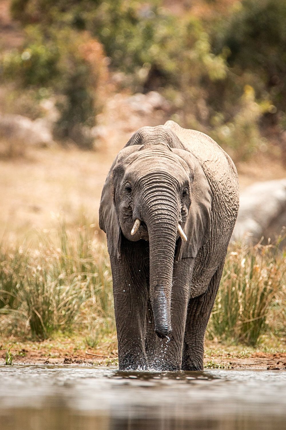 Elephants are humble as they're known in the animal kingdom as gentle giants